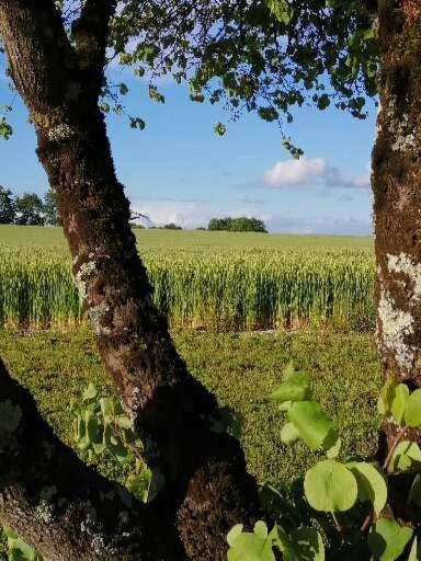 Les Cypres De Crose I Vila Badefols-sur-Dordogne Exterior foto